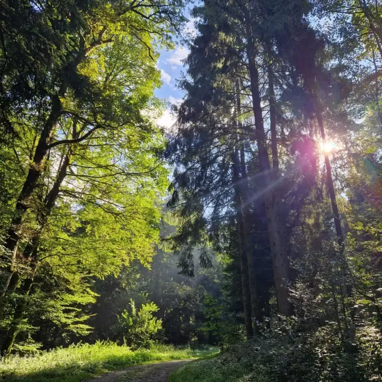 Entdeckungsreise im Wald – Räucherkräuter